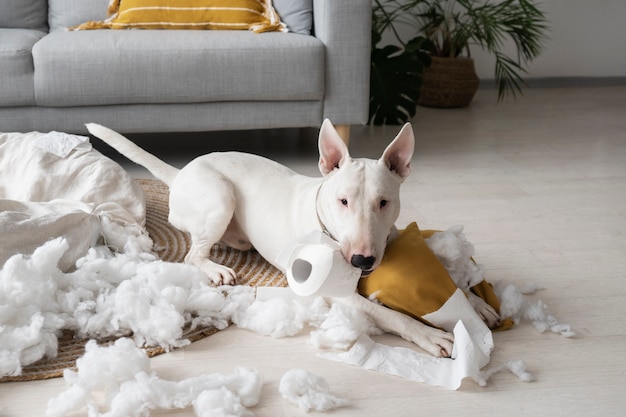 High angle dog biting toilet paper | The Web Univers
