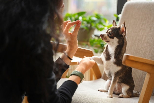 Adorable chihuahua dog with female owner | The Web Univers