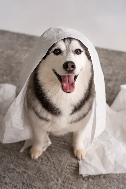 Dog making a mess with paper high angle | The Web Univers