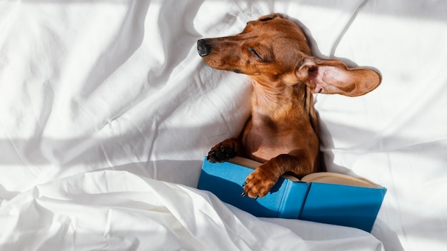 Dog sleeping in bed with book | The Web Univers