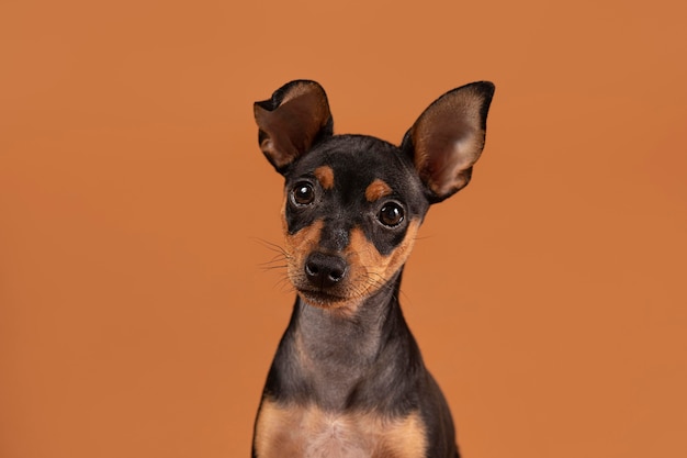 Cute dog portrait in a studio | The Web Univers