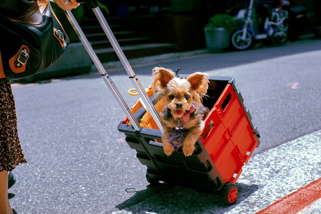 Cute yorkshire terrier carried in the plastic basket | The Web Univers