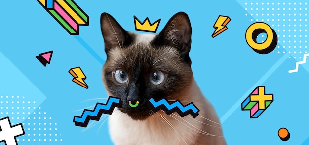 Adorable cat with abstract colorful graphic background | The Web Univers