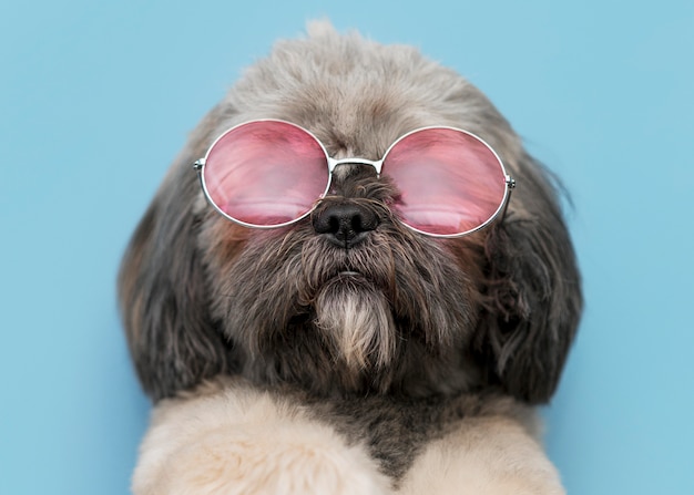 Front view of funny cute dog concept | The Web Univers