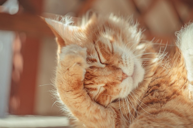 Closeup shot of a ginger cat itching itself with blurred backgroun | The Web Univers