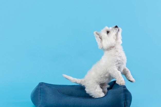 Adorable white little puppy isolated on blue | The Web Univers