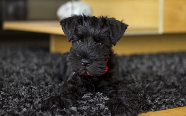 Little black puppy lies on the rug in the room. | The Web Univers