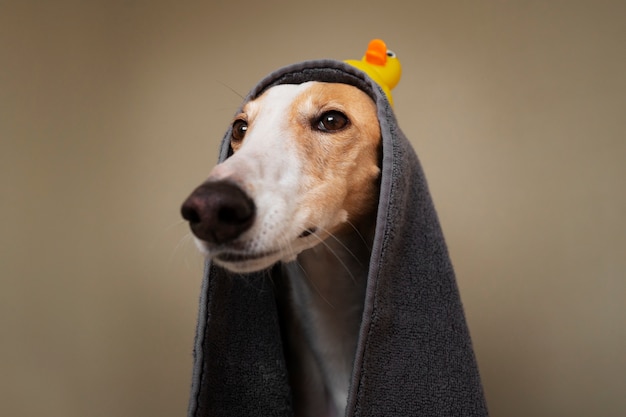 Greyhound dog with towel after bath | The Web Univers