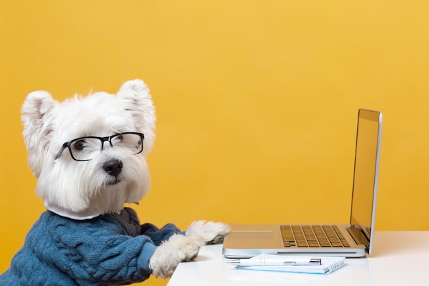 Cute little dog impersonating a business person | The Web Univers