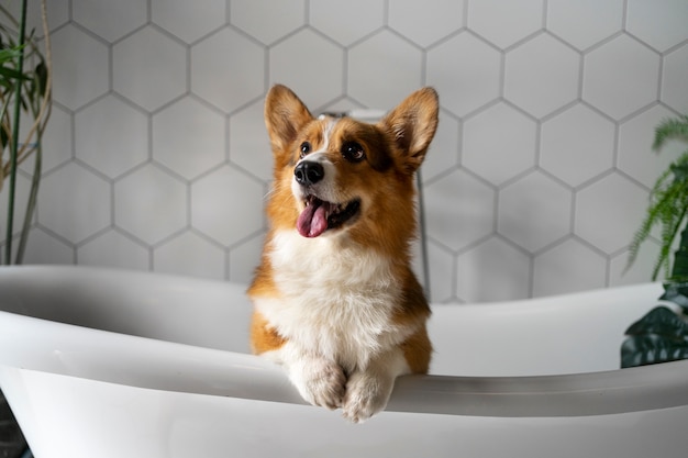 Washing pet dog at home | The Web Univers