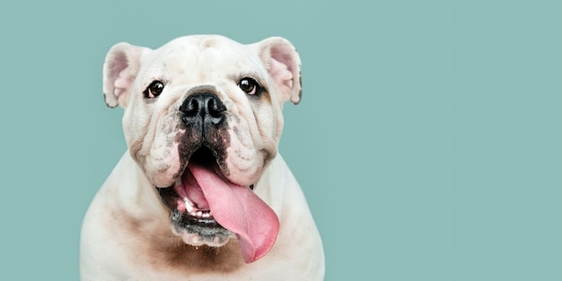 Adorable white bulldog puppy portrait social banner | The Web Univers