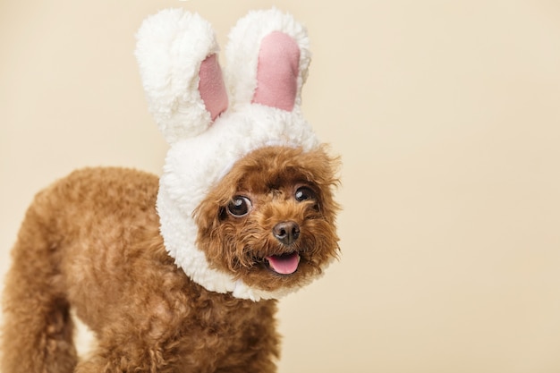 Adorable little poodle with cute bunny ears on a beige surface | The Web Univers
