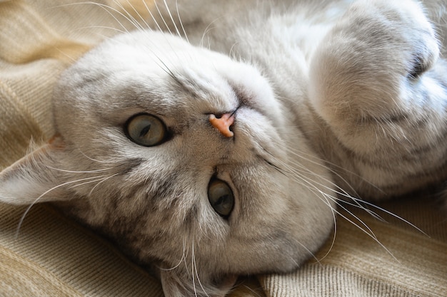British shorthair cat look to the camera | The Web Univers