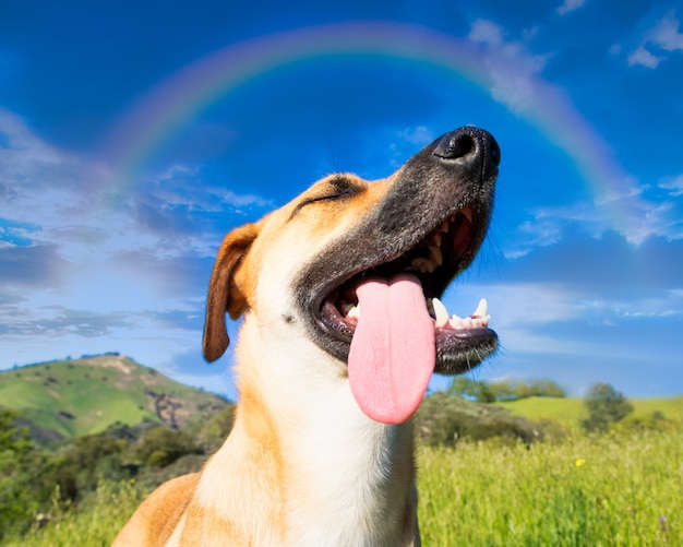 Low angle shot of a cute dog captured under the rainbow in the blue sky | The Web Univers