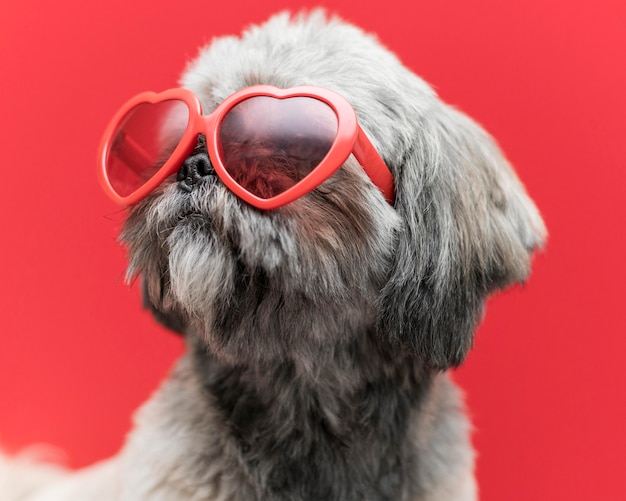 Front view of funny cute dog concept | The Web Univers