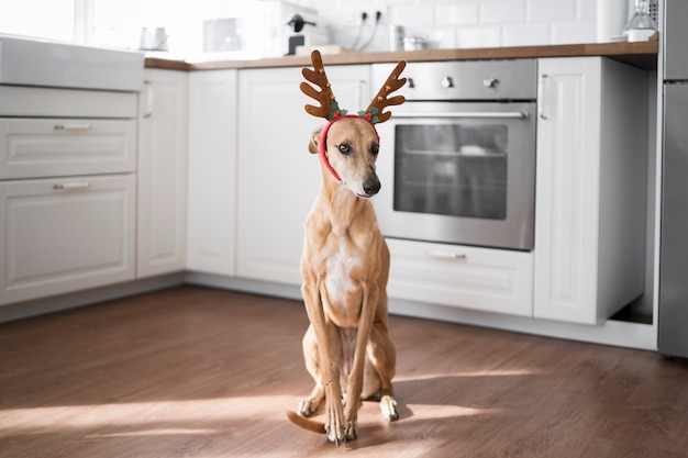 Adorable greyhound dog with reindeer headband | The Web Univers