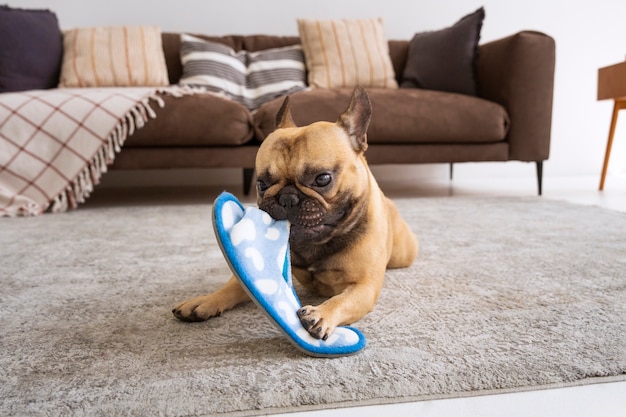 Cute dog biting flip flop | The Web Univers