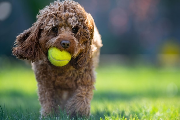 Portrait of an adorable cavapoo dog holding a tennis ball in a park on a sunny day | The Web Univers