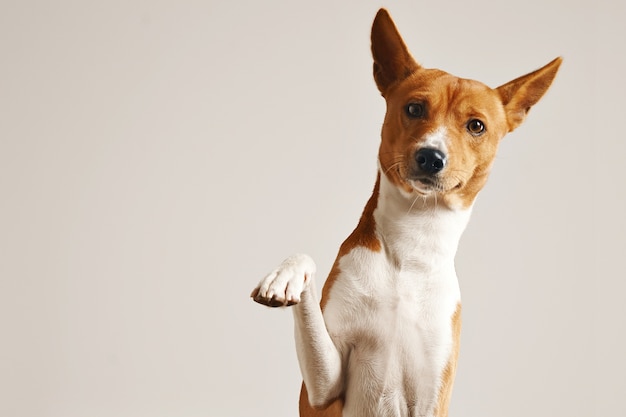 Friendly smart basenji dog giving his paw close up isolated on white | The Web Univers