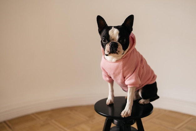 White and black french bulldog in pink hoodie looks at camera while sitting alone on chair pets concept | The Web Univers