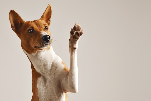 Adorable brown and white basenji dog smiling and giving a high five isolated on white | The Web Univers