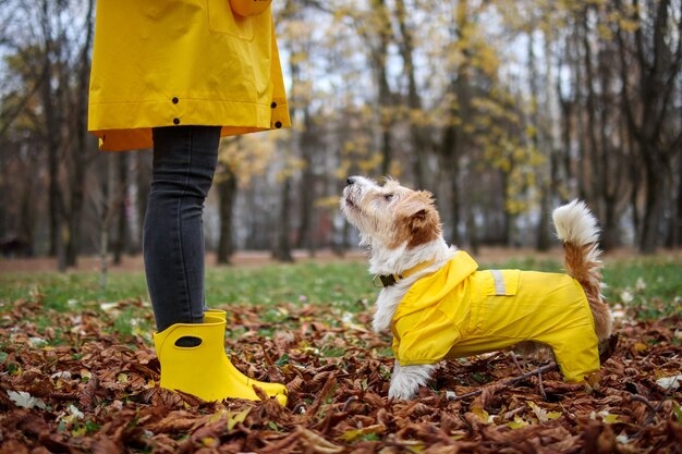 Jack russell terrier in a yellow raincoat stands in front of a girl in the park | The Web Univers