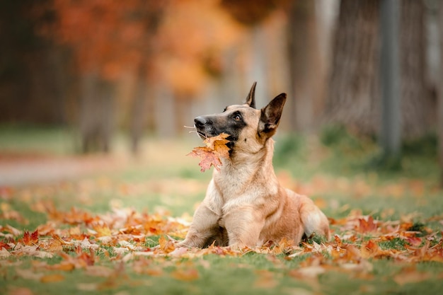Belgian shepherd malinois standing in fallen leaves in the public park.  fall, autumn. happy dog on | The Web Univers