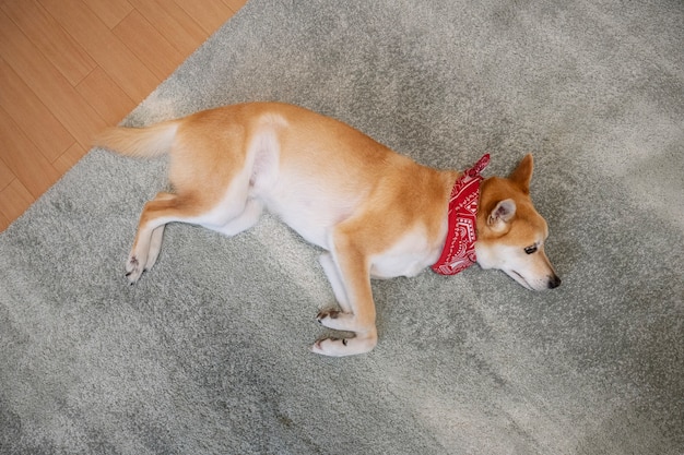 Shiba inu dog relaxing on carpet | The Web Univers