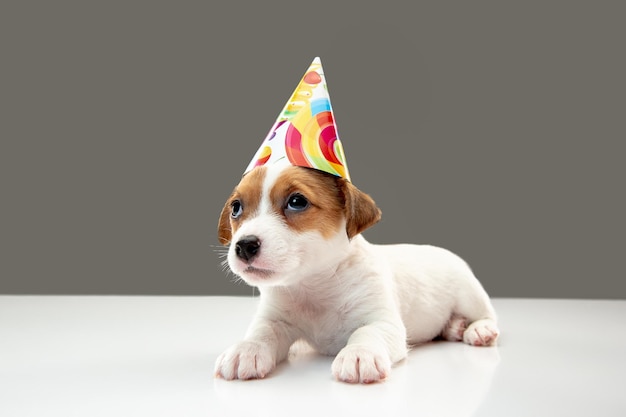 Cute and little doggy posing cheerful isolated on gray | The Web Univers