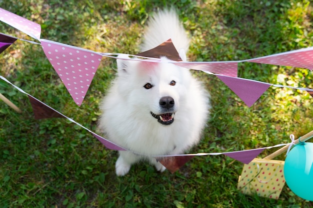 Pool birthday party for dogs | The Web Univers