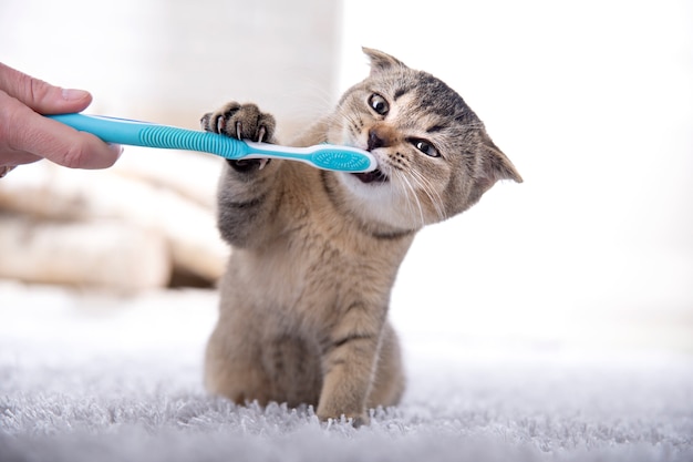 British kitten and a toothbrush. the cat is brushing his teeth. | The Web Univers