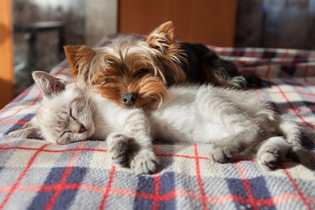 A small dog and a kitten sleep at home | The Web Univers