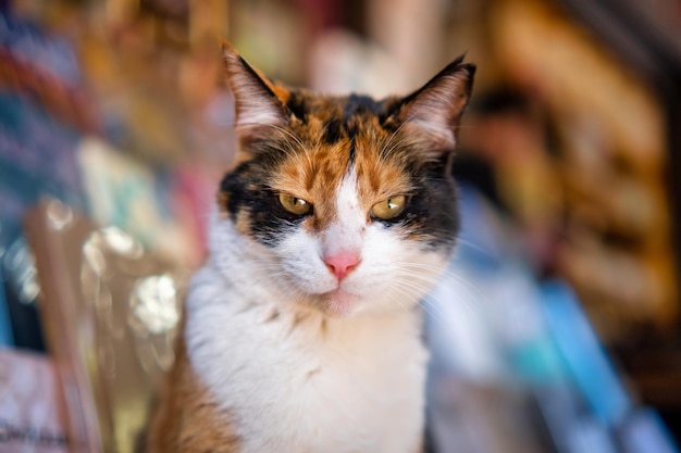 Turkish three colored cat stares at the camera | The Web Univers