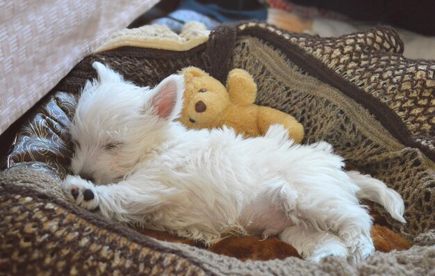 Cute white puppy sleeps sweetly. | The Web Univers