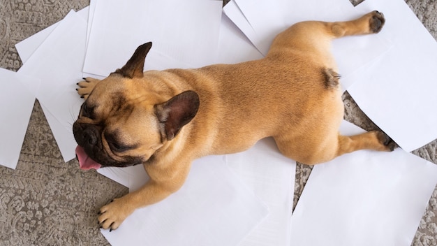 Top view dog laying on paper | The Web Univers