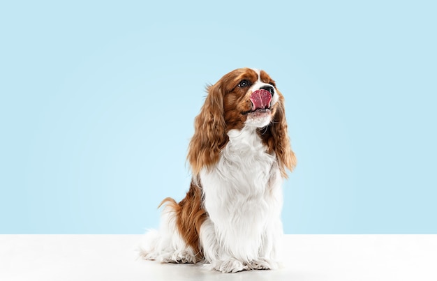 Spaniel puppy playing in studio. cute doggy or pet is sitting isolated on blue background. the cavalier king charles. negative space to insert your text or image. concept of movement, animal rights. | The Web Univers
