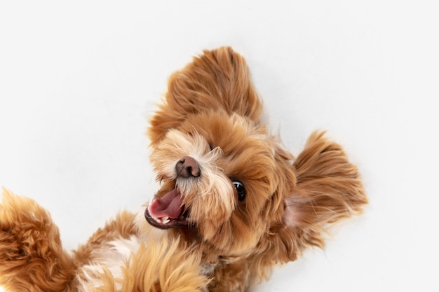 On the run. maltipu little dog is posing. | The Web Univers