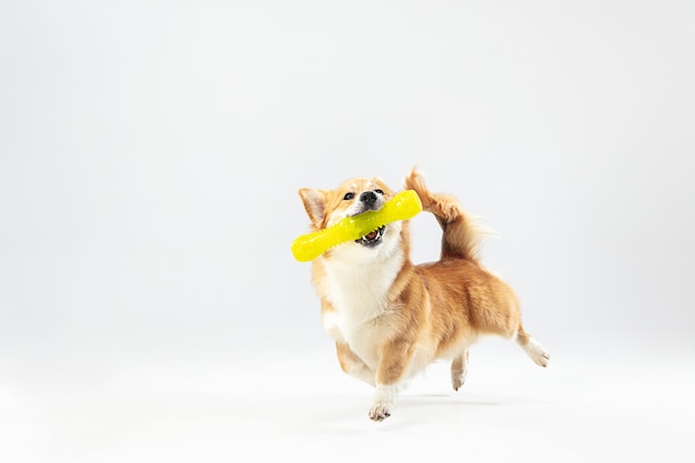 Dance with extraction. welsh corgi pembroke puppy in motion. cute fluffy doggy or pet is playing isolated on white background. studio photoshot. negative space to insert your text or image. | The Web Univers