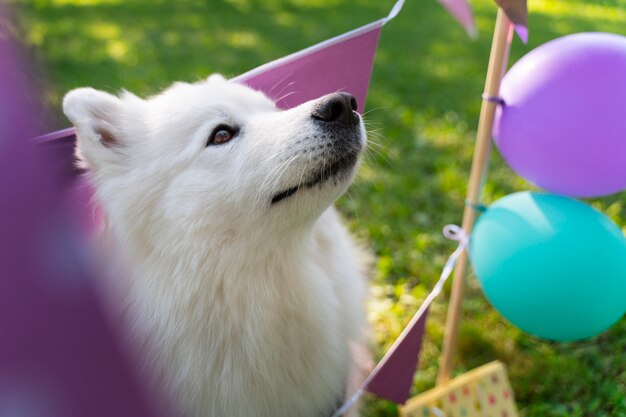 Pool birthday party for dogs | The Web Univers