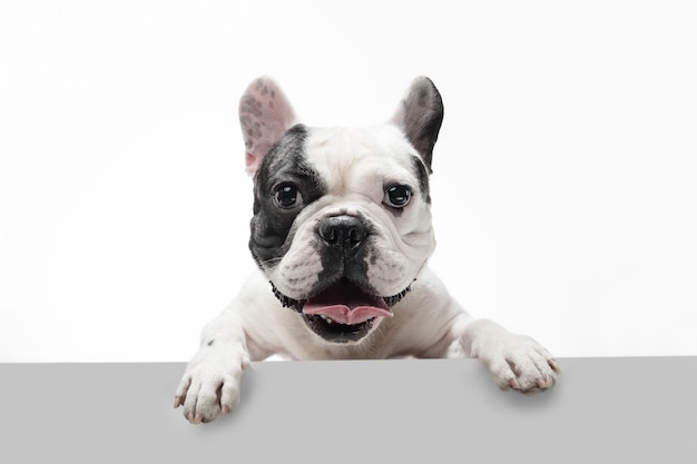 French bulldog young dog posing | The Web Univers