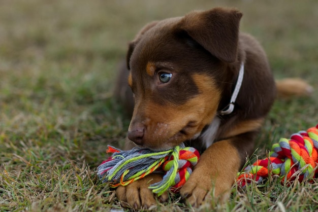 Kelpie dog cute puppy | The Web Univers