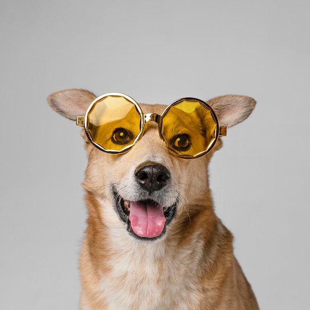 Cute smiley dog wearing sunglasses | The Web Univers