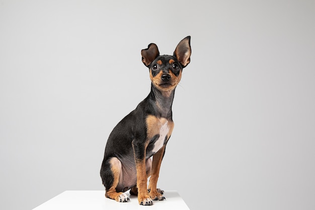Small dog being adorable portrait in a studio | The Web Univers
