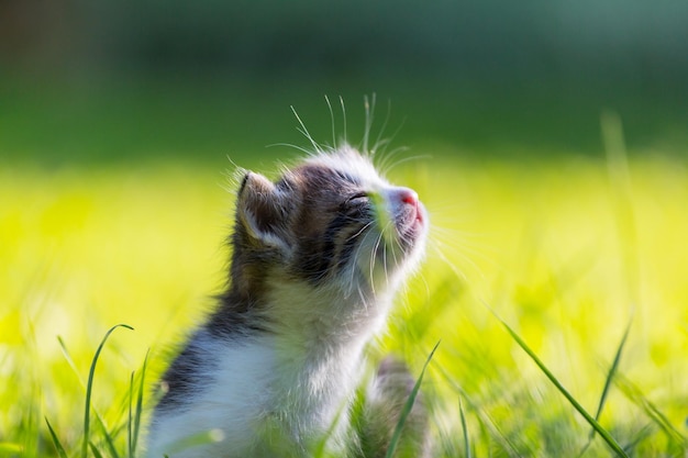 Kitten | The Web Univers
