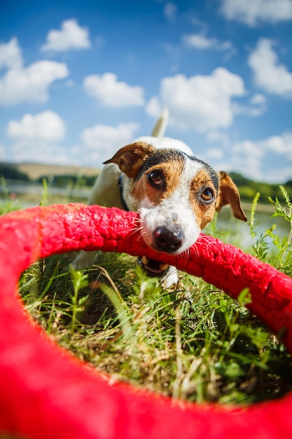 Jack russell terrier dog plays with a rubber ring in a green meadow | The Web Univers