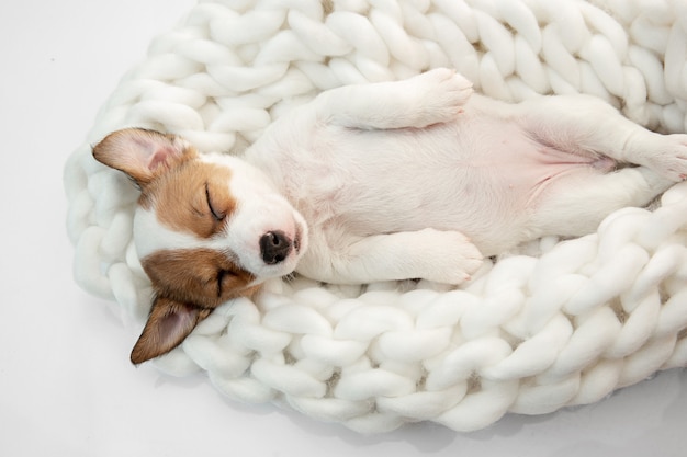 Little young dog posing cheerful. | The Web Univers