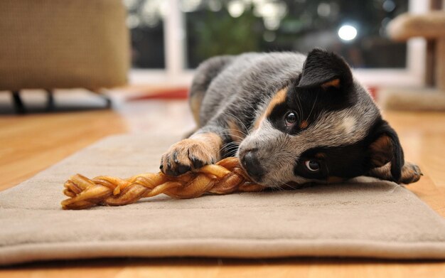 A little puppy lies on the floor in the room. | The Web Univers