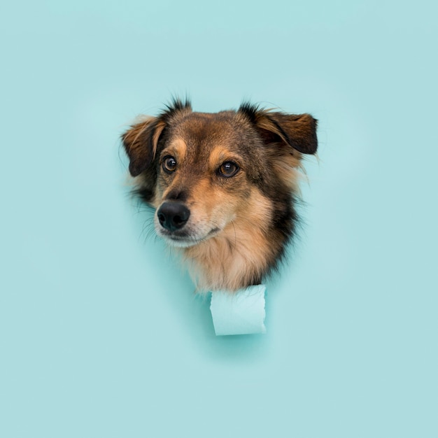 Front view of beautiful dog with copy space | The Web Univers