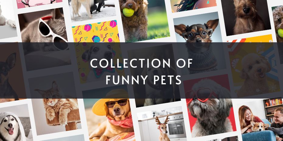 Collection of Funny Pets